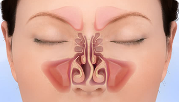 sinus anatomy illustration