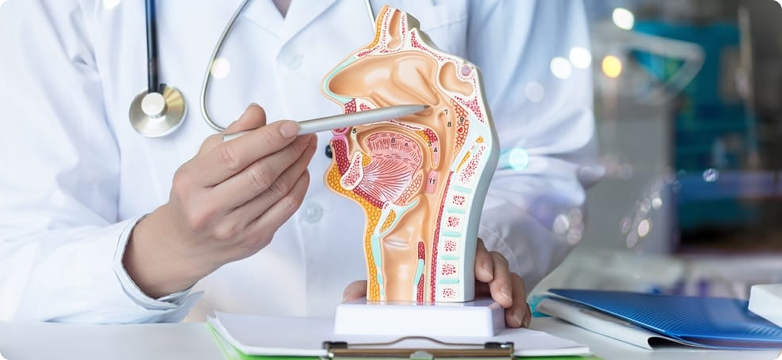 A doctor in a white lab coat, wearing a stethoscope, points to a cross-sectional anatomical model of the human head and throat using a pen.
