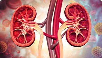 kidney anatomy