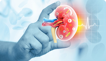 hand holding kidney mode