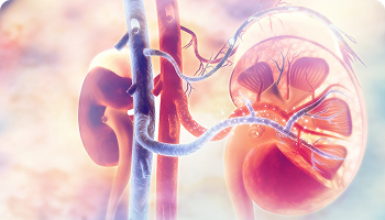 Medical illustration of human kidneys with a highlighted view of internal structures, including nephrons and blood vessels,