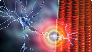 Neuron and muscle connection
