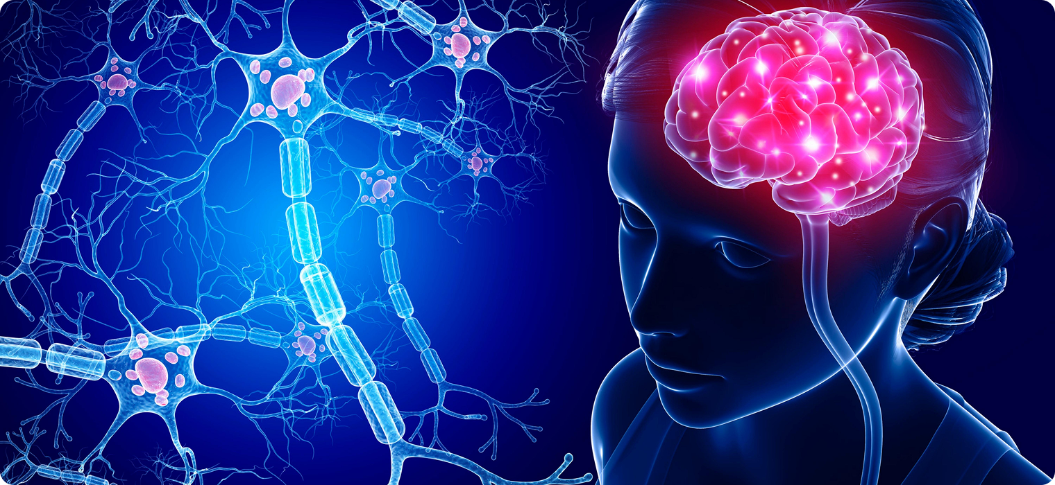 Illustration showing a human brain and nervous system.