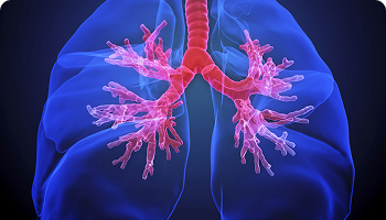 3D illustration of human lungs with detailed view of the bronchial tree in pink and red, showing the respiratory airways inside translucent blue lung structures.